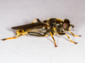 Xylota sylvarum